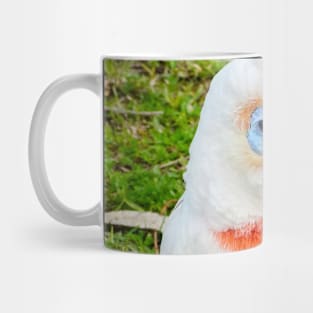 Eastern Long Billed Corella Mug